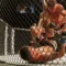 The Evolution of UFC